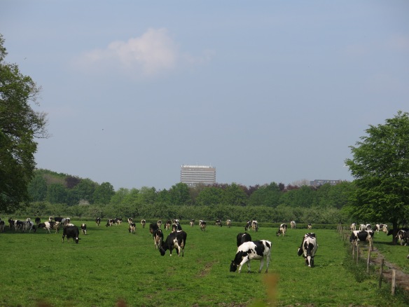 Dairy cows in field with University of Utrecht campus in distance.