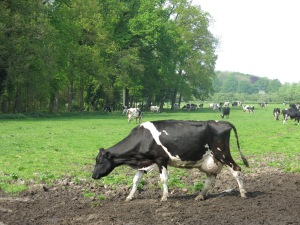 A typical Holstein cow.