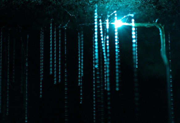Spellbound glowworm threads (2)