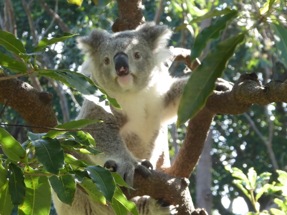 P1000814_Taragna Zoo Koala